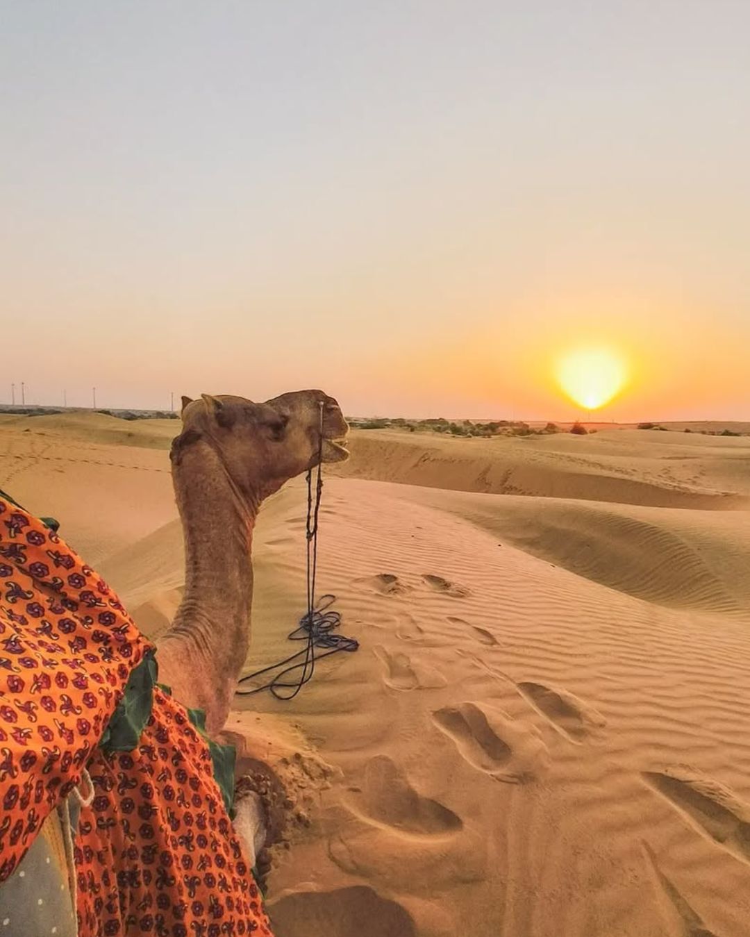 Camel Safari